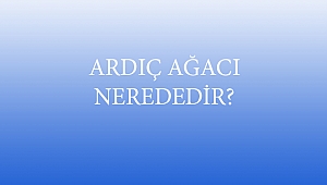 ARDIÇ AĞACI NEREDEDİR?