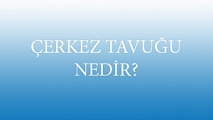ÇERKEZ TAVUĞU NEDİR?
