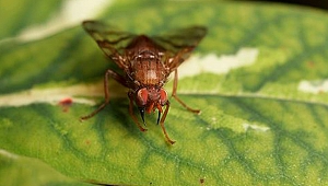 CHAETOSTOMA CURVINERVE NEDİR?