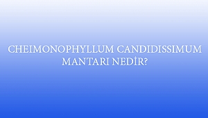 CHEIMONOPHYLLUM CANDIDISSIMUM MANTARI NEDİR?