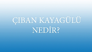  ÇIBAN KAYAGÜLÜ NEDİR?