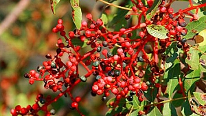 ÇİTLENBİK NEDİR?