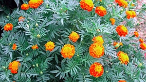  ÇITLIK (KADİFE) ÇİÇEĞİ NEDİR?