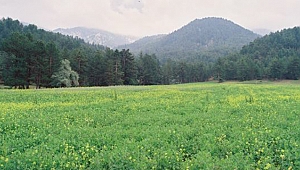 ÇOKAK OVASI NEREDEDİR?