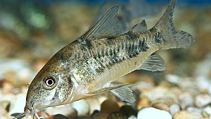 ÇÖPÇÜ BALIĞI NEDİR?