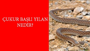 ÇUKUR BAŞLI YILAN NEDİR?