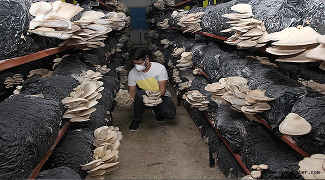 Genç girişimci yılda 20 ton mantar üreten tesis kurdu