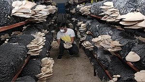 Genç girişimci yılda 20 ton mantar üreten tesis kurdu