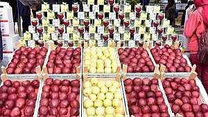 Göksun elması, Avrupa ve Ortadoğu pazarında!
