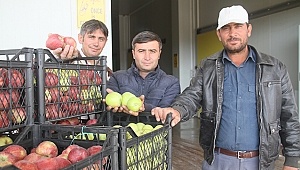 Gülnar'da elma rekoltesinde artış
