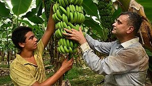 Hatay'da on iki yılda muz üretiminde sevindirici artış