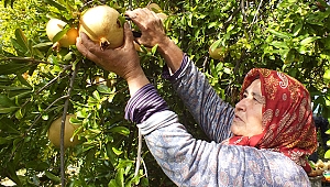 Keben narında hasat başladı