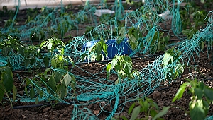 Mersin'de dolu yağışı seralara zarar verdi 