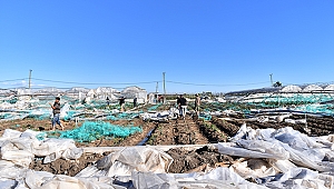 Mersin'de dolunun zarar verdiği seralarda inceleme