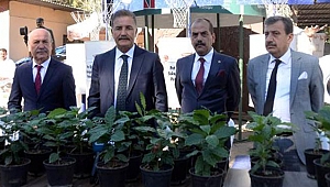 Mersin'de kahve üretimi için bahçe