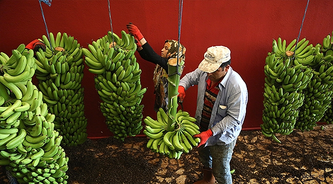 Muz üreticilerinden enflasyonla mücadeleye destek