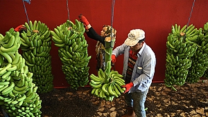 Muz üreticilerinden enflasyonla mücadeleye destek