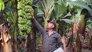 Muz üreticisinin yüzü gülüyor 