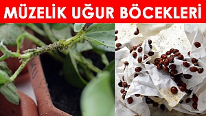 Müzelik Uğur Böcekleri!