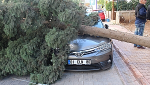 Park halindeki aracın üzerine ağaç devrildi