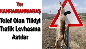 Telef olan tilkiyi trafik levhasına asmışlar