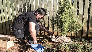 yaralı dağ ceylanı koruma altına alındı