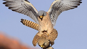  Yasa dışı yöntemle kerkenez avlayanlara ceza