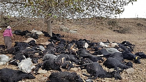 yıldırım isabet eden 81 keçi telef oldu