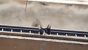 Antalya'da balkonda mahsur kalan kedi kurtarıldı