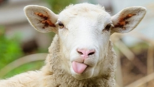 Antalya'da koyun hırsızlığı iddiası