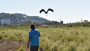Antalya'da tedavi edilen leylek doğaya salındı