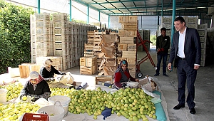Başkan Turgut'tan narenciye işçilerine ziyaret