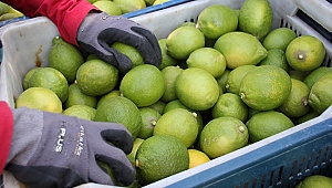 Birlik Başkanı Şahin'den limon üreticilerine ziyaret