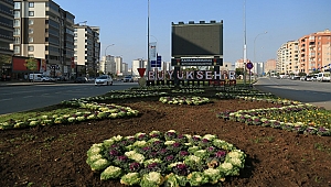 BÜYÜKŞEHİR’DEN MEVSİMLİK ÇİÇEK DİKİMİ