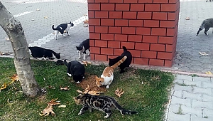 Büyükşehir Sokak Hayvanlarını Da Unutmadı