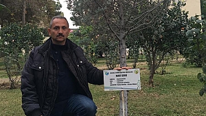 Erdemli'de ağaçlara kimlik çıkartıldı