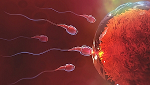 Gebe kalamamanızın sebebi DNA hasarı olabilir
