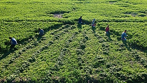 Hatay maydanozuna ilgi artıyor