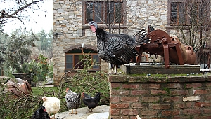 İpek Hanım Çiftliği artık UNIQ İstanbul’da