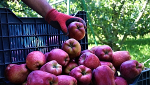 Isparta elması üreticinin yüzünü güldürdü