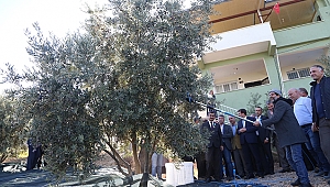 Kahramanmaraş'ta Organik Zeytin Hasadı Başladı