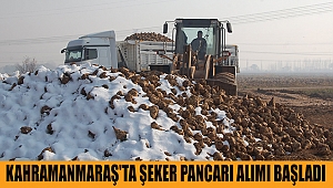 Kahramanmaraş'ta Şeker Pancarı Alımı Başladı