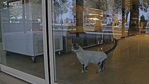 Mahsur Kalan Kediyi Polisler Kurtardı