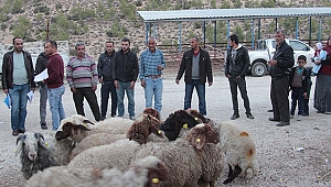 Mut'ta genç çiftçilere koyun dağıtıldı