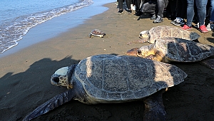 Sağlığına kavuşan deniz kaplumbağaları denizle buluştu