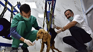 Yaralı Sokak Hayvanlarına Masajlı ve Havuzlu Tedavi