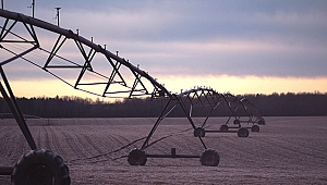 Zeytinden Elde Edilen Verim Akıllı Tarım Teknolojileri İle Artıyor