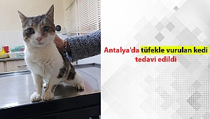 Antalya'da tüfekle vurulan kedi tedavi edildi