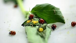 Böcekler EXPO 2023'e 