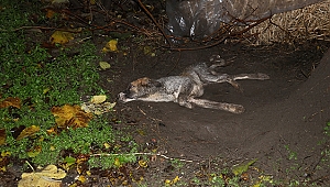 Can çekişen köpek için mahalleli seferber oldu